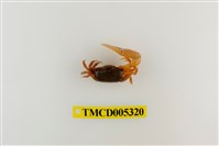 藏品(乳白南方招潮蟹)的圖片